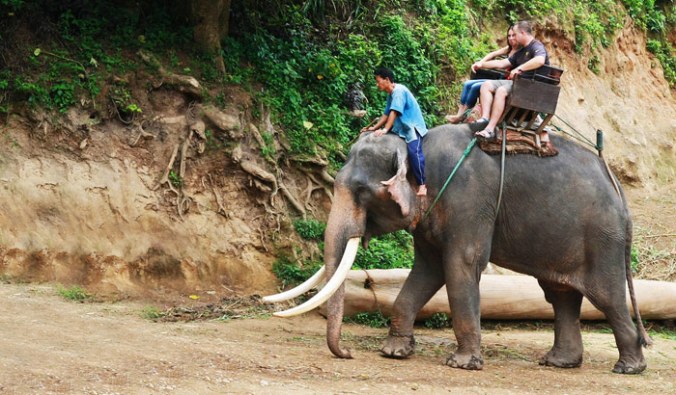 elephant safari in jaipur